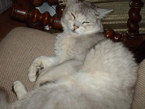 Somali †Gandalf af Grystenshus DK† - hvor er han kær billede 18