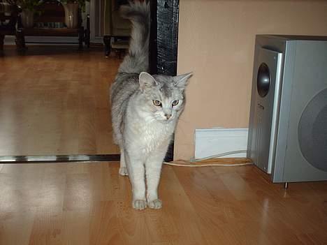 Somali †Gandalf af Grystenshus DK† - er han ikk flot? billede 19