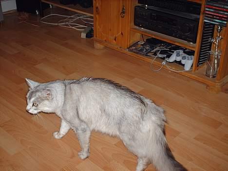 Somali †Gandalf af Grystenshus DK† - der kan han se vores hund sandra billede 20