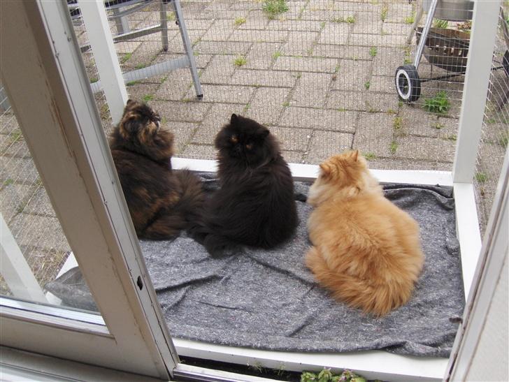 Perser Buffy billede 17