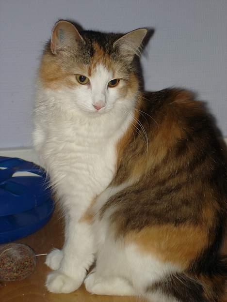 Norsk Skovkat Fruens Helena billede 1