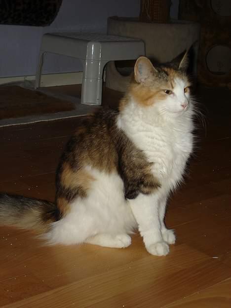 Norsk Skovkat Fruens Helena billede 2