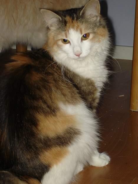 Norsk Skovkat Fruens Helena billede 3