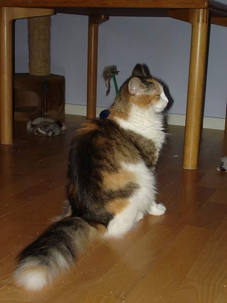 Norsk Skovkat Fruens Helena billede 4