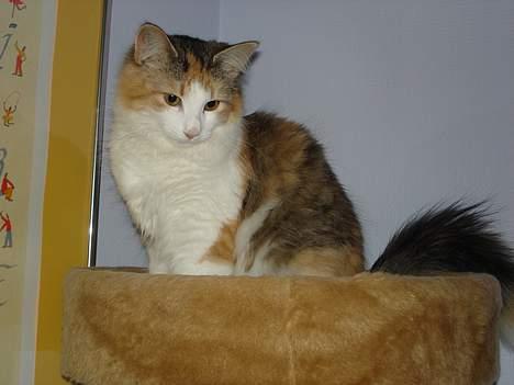 Norsk Skovkat Fruens Helena billede 5