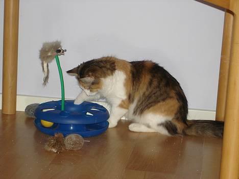 Norsk Skovkat Fruens Helena billede 7