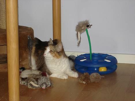 Norsk Skovkat Fruens Helena billede 8