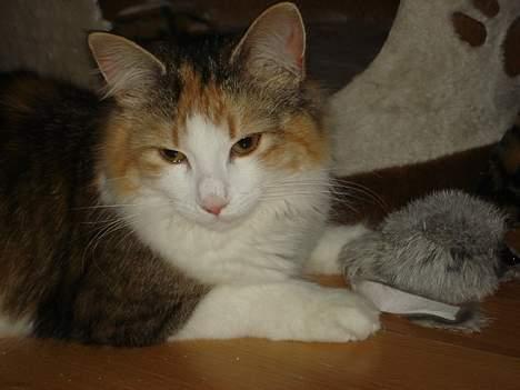 Norsk Skovkat Fruens Helena billede 9