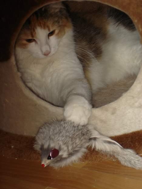 Norsk Skovkat Fruens Helena billede 10