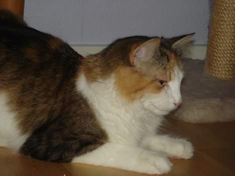 Norsk Skovkat Fruens Helena billede 11