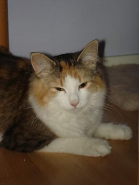 Norsk Skovkat Fruens Helena billede 12