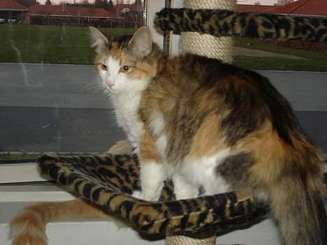 Norsk Skovkat Fruens Helena billede 13