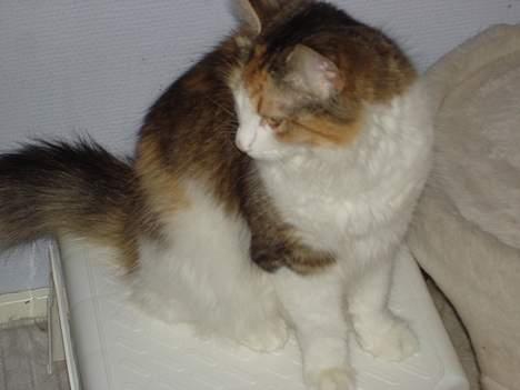 Norsk Skovkat Fruens Helena billede 14