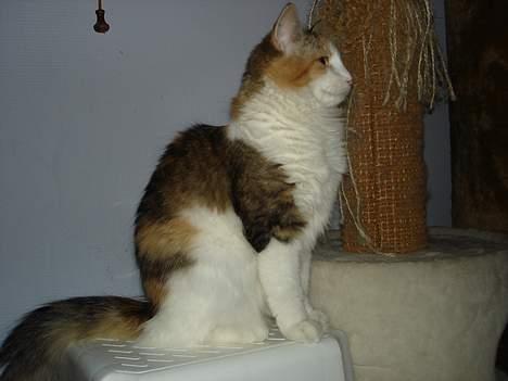 Norsk Skovkat Fruens Helena billede 15