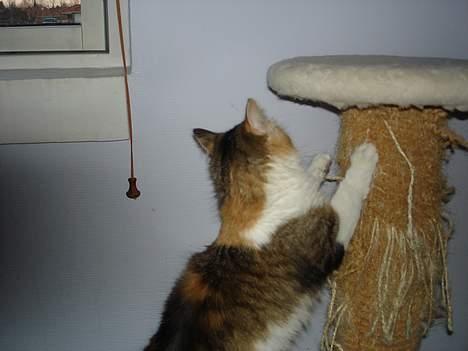 Norsk Skovkat Fruens Helena billede 16