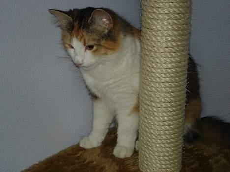 Norsk Skovkat Fruens Helena billede 17