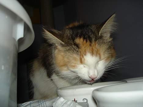 Norsk Skovkat Fruens Helena billede 18