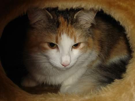 Norsk Skovkat Fruens Helena billede 19