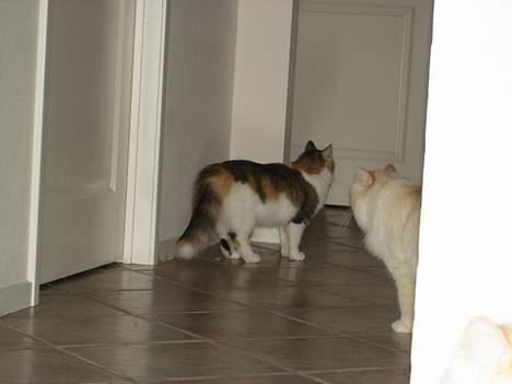 Norsk Skovkat Fruens Helena billede 20