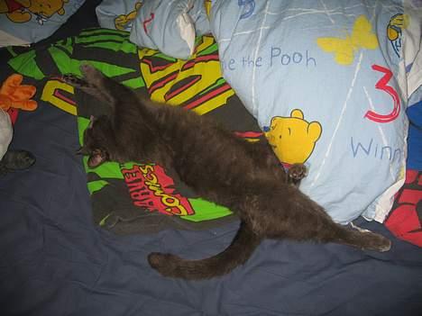 Russian Blue Molli billede 8