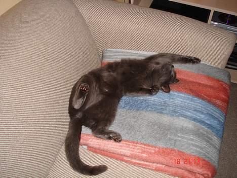 Russian Blue Molli - mollis søster nille billede 10