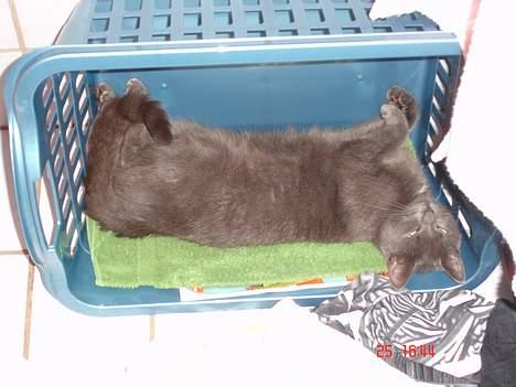 Russian Blue Molli billede 11