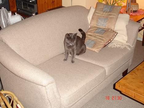 Russian Blue Molli - mille igen billede 12