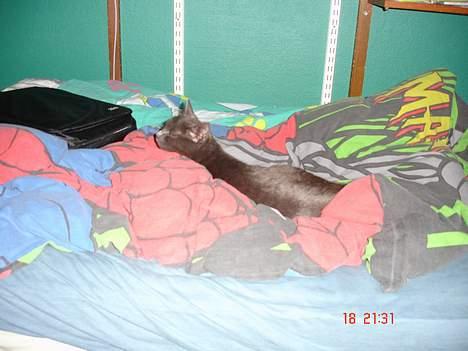 Russian Blue Molli billede 13