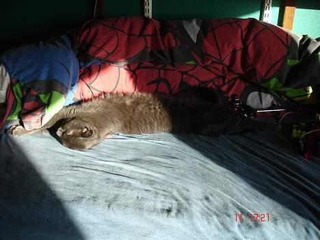 Russian Blue Molli billede 14