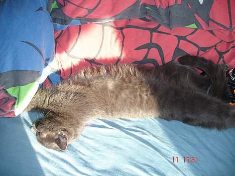 Russian Blue Molli billede 15