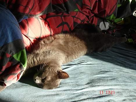 Russian Blue Molli billede 16