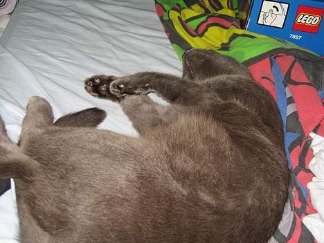 Russian Blue Molli billede 17