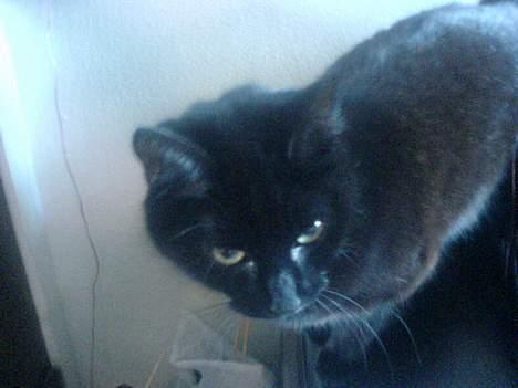 Huskat plet (NKH's kat) - er hun ikke bare smuk<3 billede 5