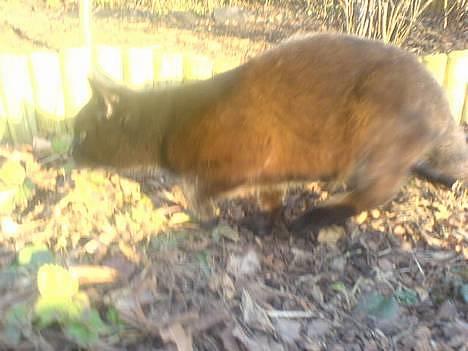 Huskat plet (NKH's kat) - på jagt billede 6