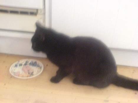 Huskat plet (NKH's kat) - æder billede 7