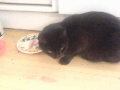 Huskat plet (NKH's kat) - hvad er der derover???<3 billede 8