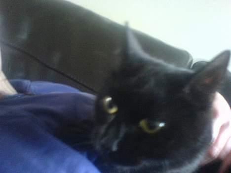 Huskat plet (NKH's kat) - jaa her ligger jeg jo godt billede 9