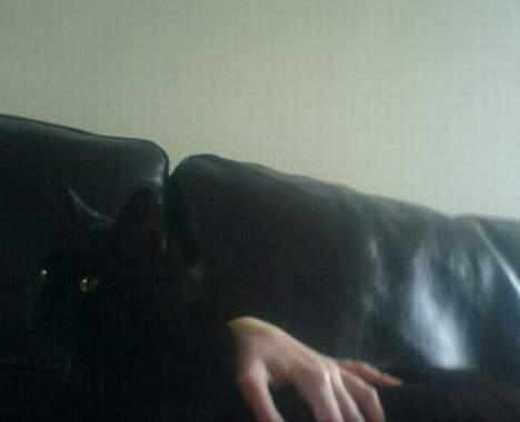 Huskat plet (NKH's kat) - man kan godt nok næsten ikke se miiq fordi sofaen er sort og jeg ligger helt i bunden af billedet, men i kan da skimte miiq kan i ikke??? billede 10