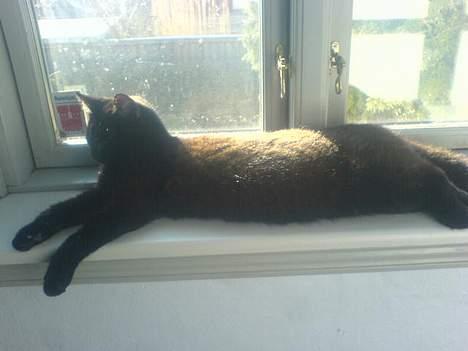 Huskat plet (NKH's kat) - det er nok mit yndlingssted i hele huste vindueskarmen=) billede 11