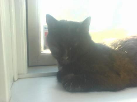 Huskat plet (NKH's kat) - igen i vindueskarmen billede 12