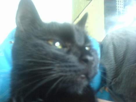 Huskat plet (NKH's kat) - afslapning billede 14