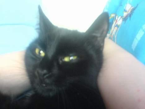 Huskat plet (NKH's kat) - ja her ligger jeg nu også godt<3 billede 15