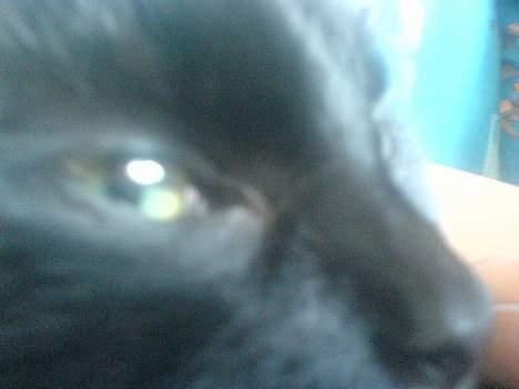 Huskat plet (NKH's kat) - nærbillede<3 heh billede 16