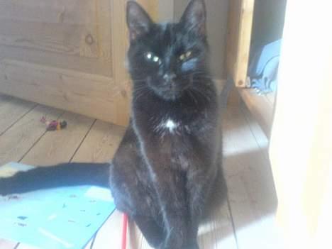 Huskat plet (NKH's kat) - se nu ser hun så majestætisk ud igen.. man skuklle altså virkelig tro at hun vidste at den plet var der.. billede 17