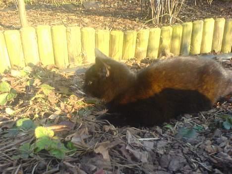 Huskat plet (NKH's kat) - jeg tager miiq lige en slapper;) billede 18