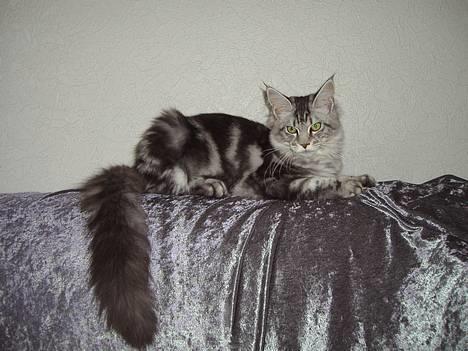 Maine Coon Coon Danica's Tomb Raider - Tomber, 5 mdr billede 1