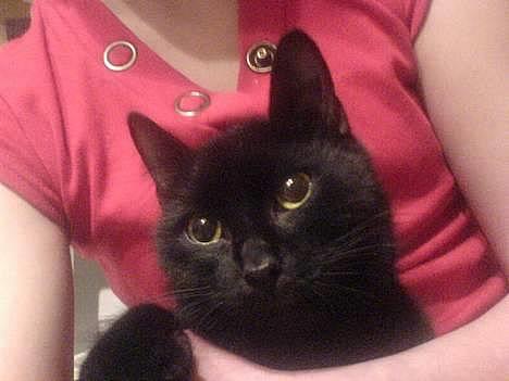 Huskat Mille (NKH's kat) - se lige mit baby face<3 billede 1