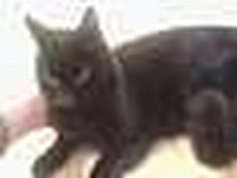 Huskat Mille (NKH's kat) - uuhhhhhhhhhhhhhhhaaaaaaaaaaa det er godt nok sløret billede 2