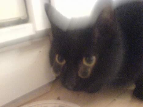 Huskat Mille (NKH's kat) - bevægelse billede 3