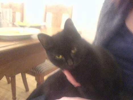 Huskat Mille (NKH's kat) - elsker at blive kælet med billede 4